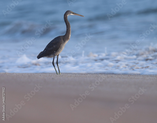 Egret bird on the beach. Heron at sea. Seabird.