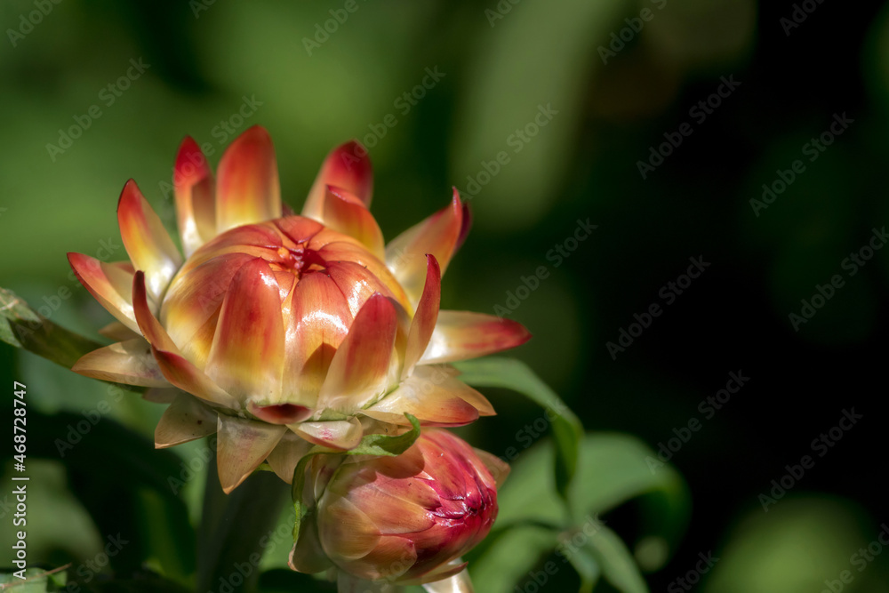 Close-up pictures of straw flowers in the garden