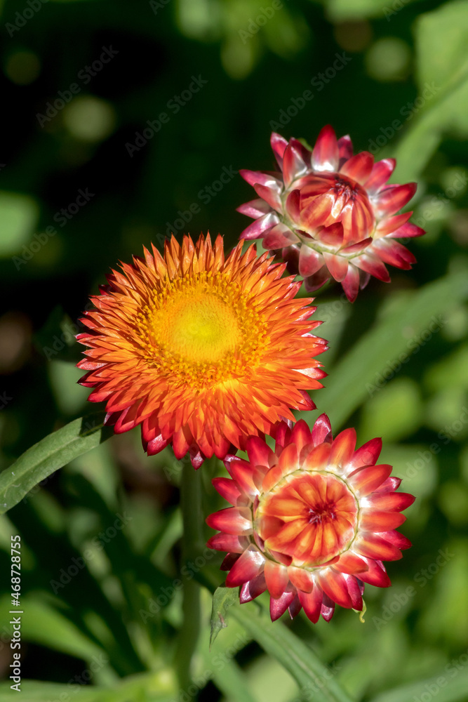 Close-up pictures of orange straw flowers in the garden Close-up pictures of orange straw flowers in the garden