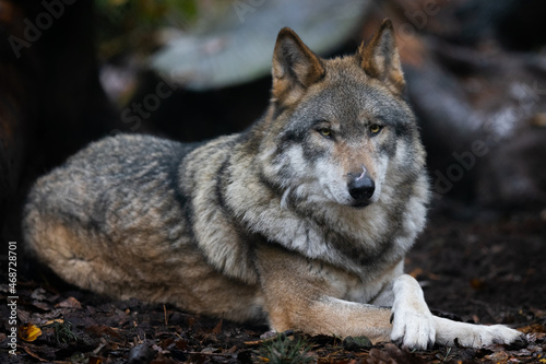 Portrait of a gray wolf in the forest