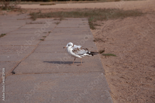 a seagull is standing on the sidewalk. a bird on the ground. sidewalk and sand. one seagull. an isolated bird on the shore.