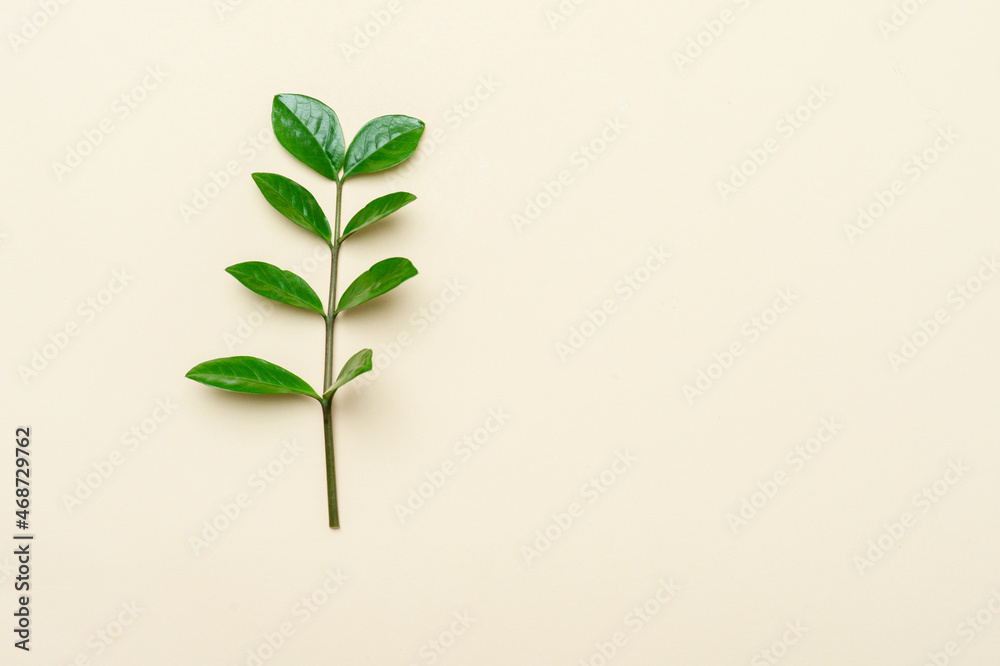Green leaf on beige background. Environmental and ecology care concept. Horizontal eco theme poster, greeting cards, headers, website and app Green leaf on beige background. Environmental and ecology care concept. Horizontal eco theme poster, greeting cards, headers, website and app