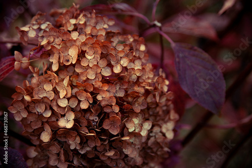 dried hydrangea flowers. a branch of hydrangea is brown with dry flowers. desktop background in warm brown tones.