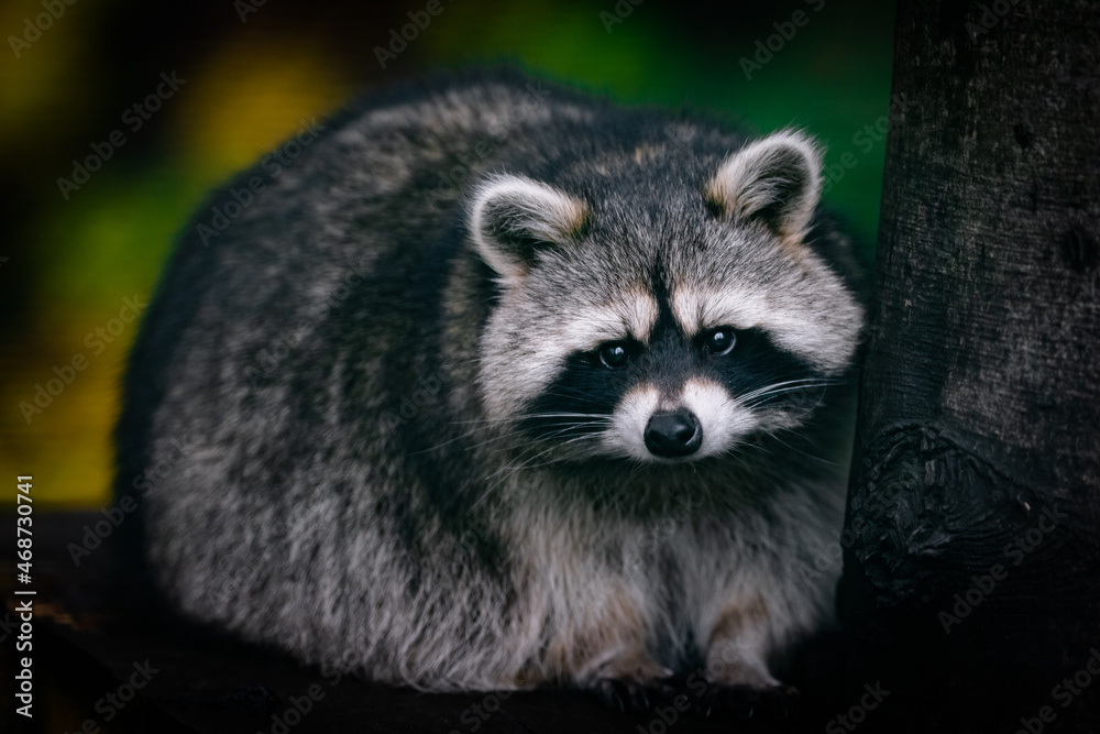 Portrait of a raccoon in the forest
