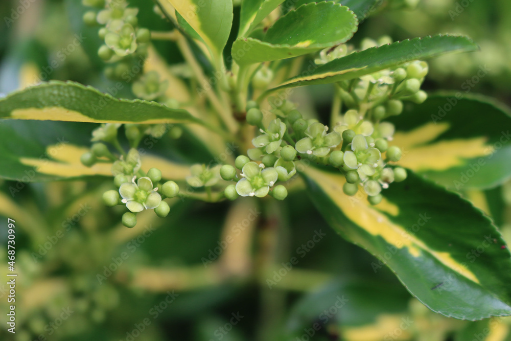 Close-up of Euonymus japonica bush with yellow and green leaves in bloom. Evergreen plant called Japanese spindle tree with blossoms Close-up of Euonymus japonica bush with yellow and green leaves in bloom. Evergreen plant called Japanese spindle tree with blossoms