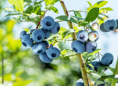 Fotografie, Obraz Ripe blueberries (bilberry) on a blueberry bush on a nature background