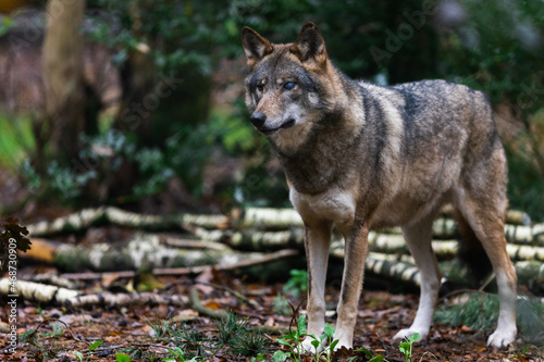 Portrait of a gray wolf in the forest