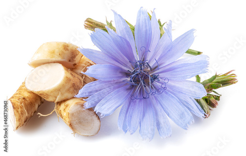 Chicory flowers and roots close up on the white background.