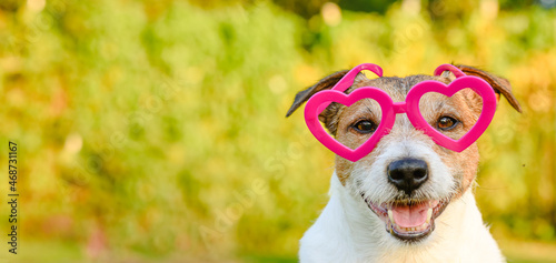 Portrait of cute and romantic pet dog wearing heart shaped glasses as Valentine day concept. Panoramic crop with background for copy space. © alexei_tm