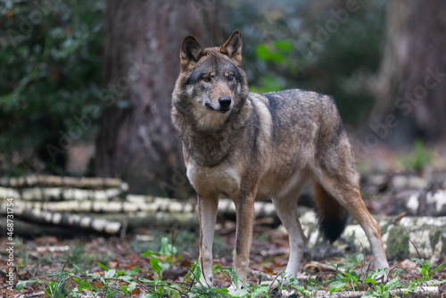 Portrait of a gray wolf in the forest