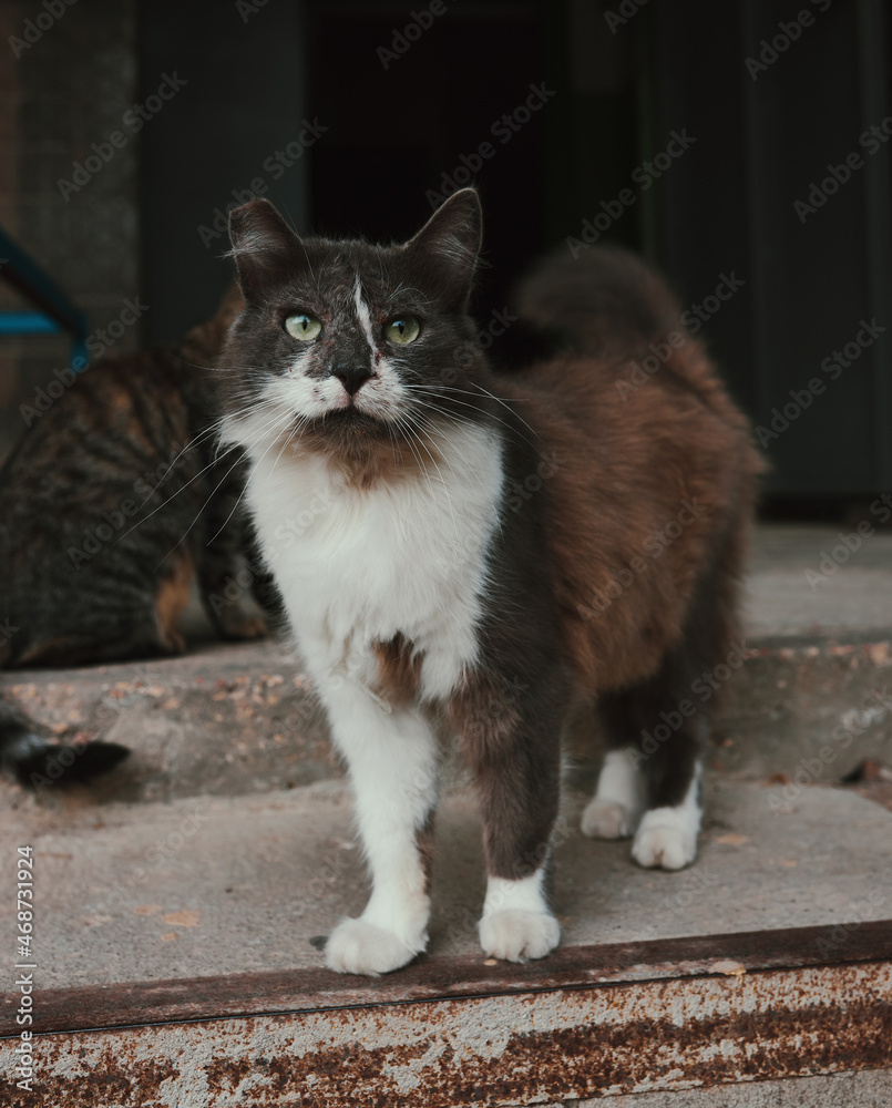 cat on the window sill