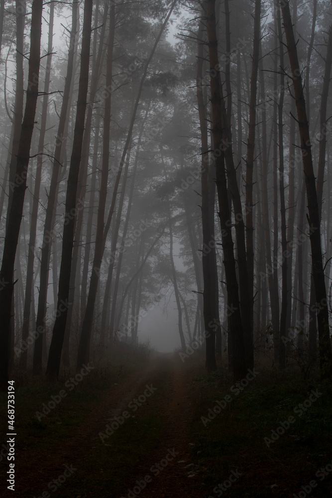 Naklejka premium fog in the forest