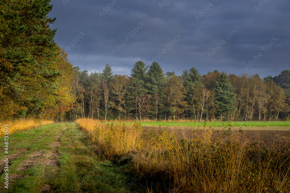 rural road at the edge of the forest with a cloudy sky