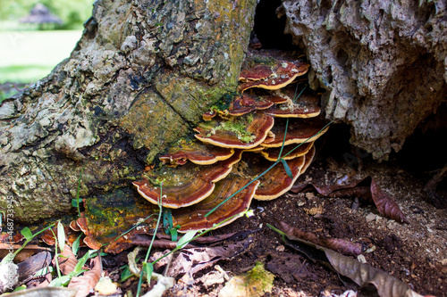 Mushrooms Growing at the Base of Trees