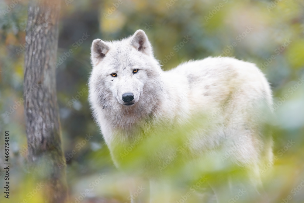 Portrait of an artic wolf in the forest Portrait of an artic wolf in the forest