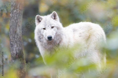 Portrait of an artic wolf in the forest