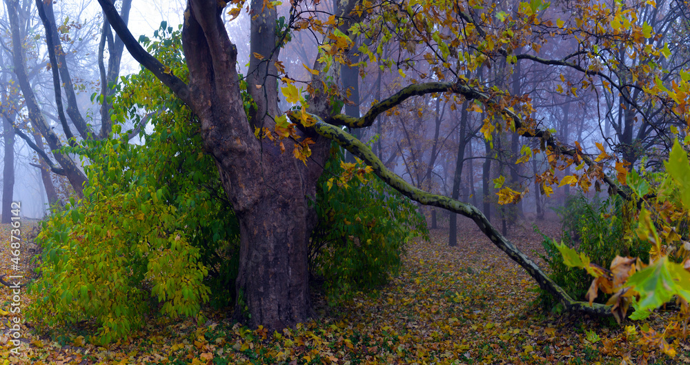 Fototapeta premium Colorful autumn trees with yellowed foliage in the autumn park.