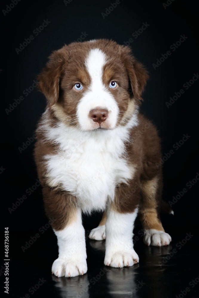 australian shepherd puppy with blue eyes isolated on black background