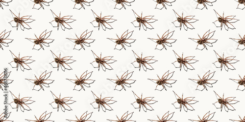 Seamless pattern with big spider isolated on white background. Large representative of the domestic arachnid. Fear or spider phobia. 8 legs. Copy space. Studio photo. Flower shape art concept