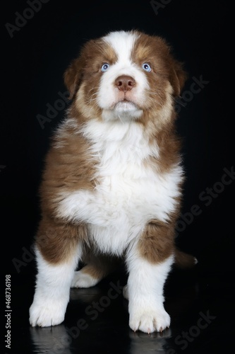 australian shepherd puppy with blue eyes isolated on black background