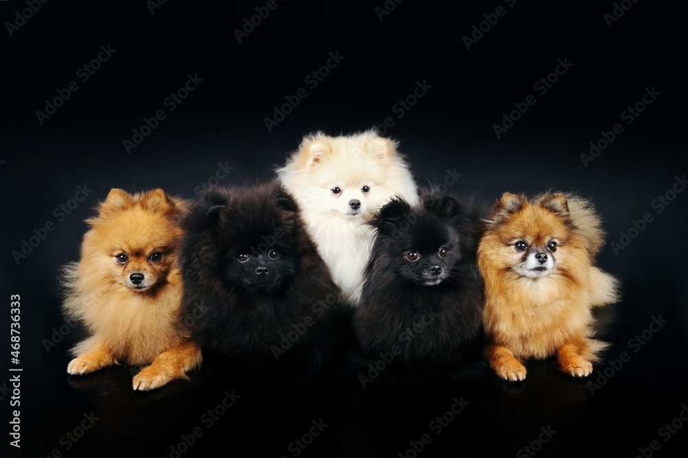 group of miniature spitz different color isolated on black