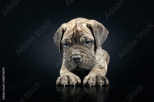 puppy bullmastiff isolated on black background © eds30129