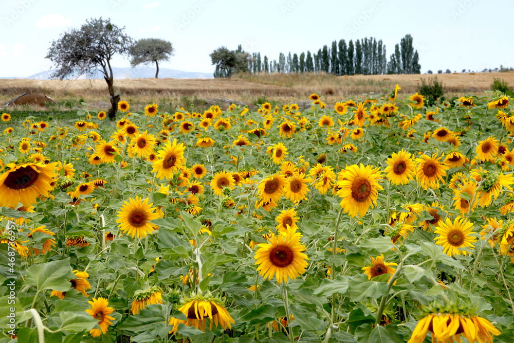 Obraz premium Field of sunflowers. Nature landscape.