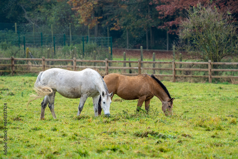 Horses in the meadow at fall, with beautifull fall colours