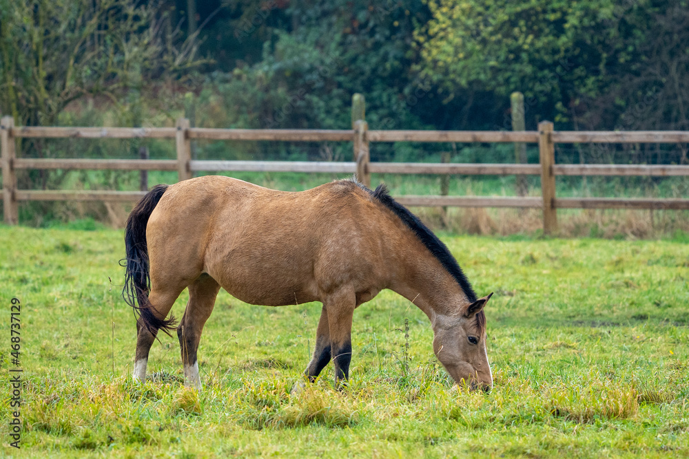 Horses in the meadow at fall, with beautifull fall colours Horses in the meadow at fall, with beautifull fall colours