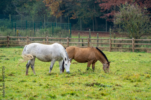 Horses in the meadow at fall, with beautifull fall colours