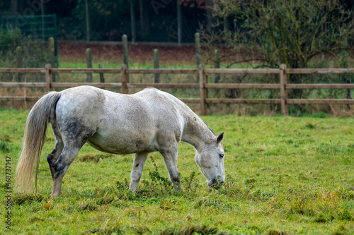 Horses in the meadow at fall, with beautifull fall colours