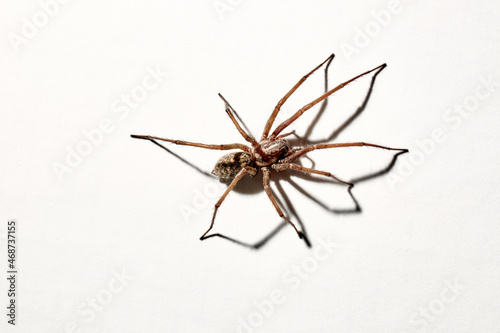 Predatory spider isolated on white background. Tegenaria agrestis. Large representative of the domestic arachnid. Fear or phobia of spiders. 8 legs. With a shadow. Close-up. Copy space. Studio photo © Hanna