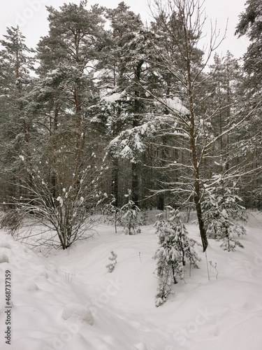 View of the winter spruce forest. Winter landscape. Snow covered trees. Christmas and New Year.