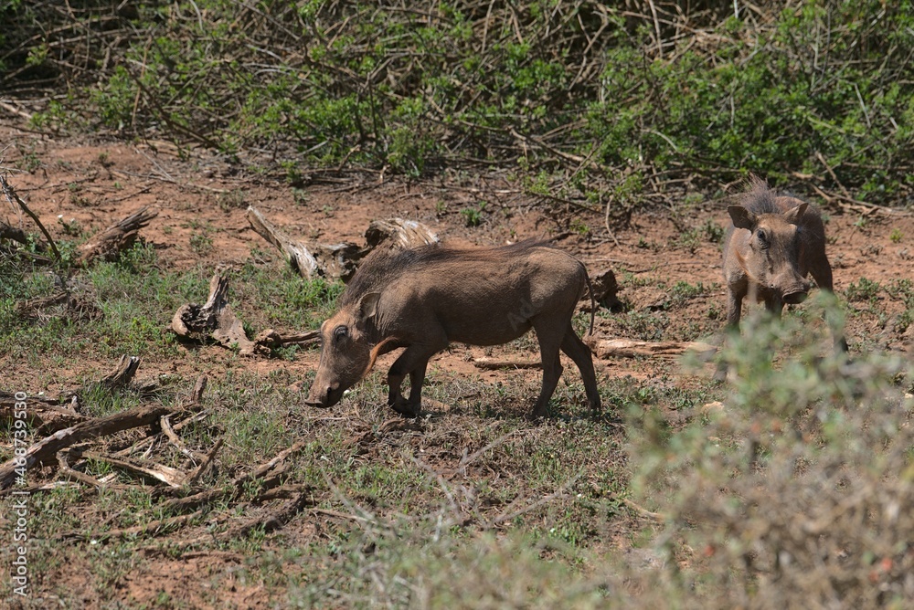 Fototapeta premium Warzenschwein