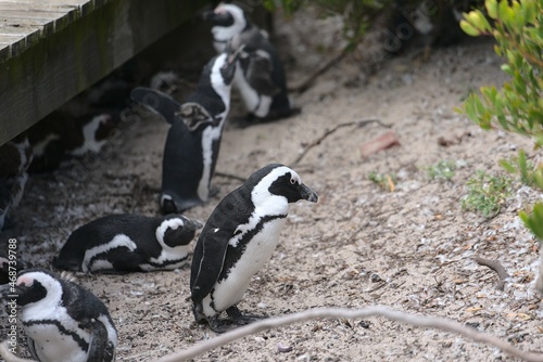 Pinguine Stony Point Südafrika