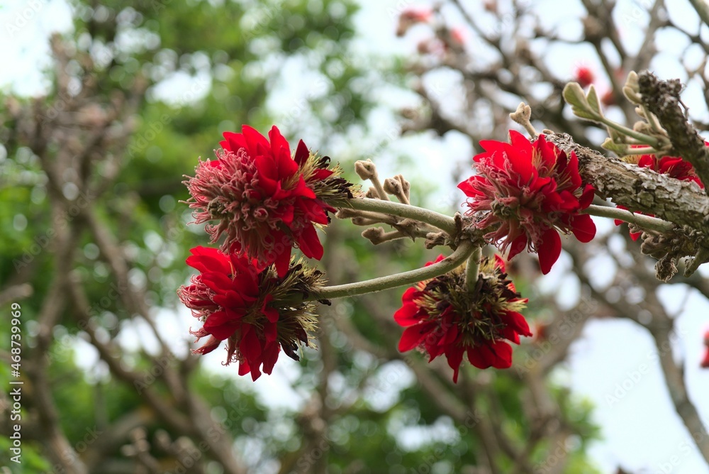 Kirstenbosch Botanischer Garten | Kapstadt in Südafrika