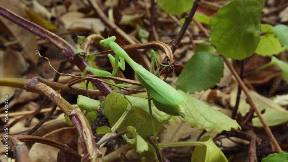 Green praying mantis getting its footing on a plant with green leaves. Close up Green praying mantis getting its footing on a plant with green leaves. Close up