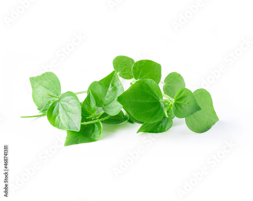 Peperomia pellucida isolated on white background.