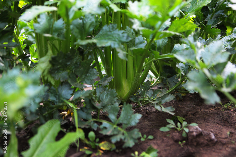 Celery in the garden. Tarvest season of vegetables and root crops. Autumn work on the farm. Organic farming. Seasonal work in the garden. Celery in the garden. Tarvest season of vegetables and root crops. Autumn work on the farm. Organic farming. Seasonal work in the garden.