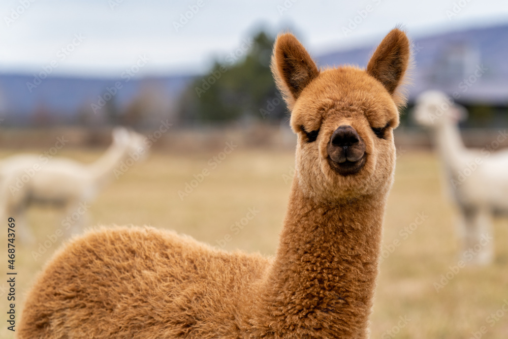 Obraz premium Alpacas in a field on a farm in Oregon
