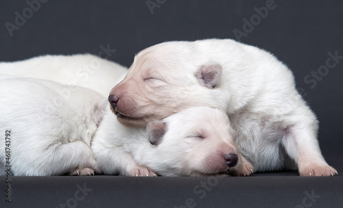 two white newborn puppy sleeping