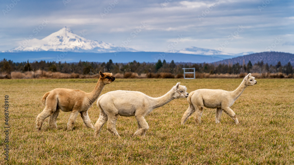 Obraz premium Alpacas in a field on a farm in Oregon