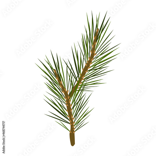 Drawn pine branch  coniferous plant. Drawn pine needles. Christmas tree branch. Cartoon flat vector illustration. Isolated over white background.