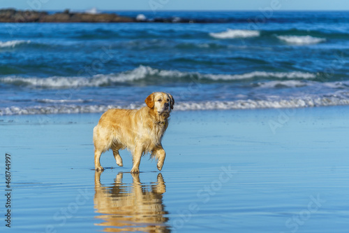 Golden labrador walking on the beach in Dunedin, New Zealand