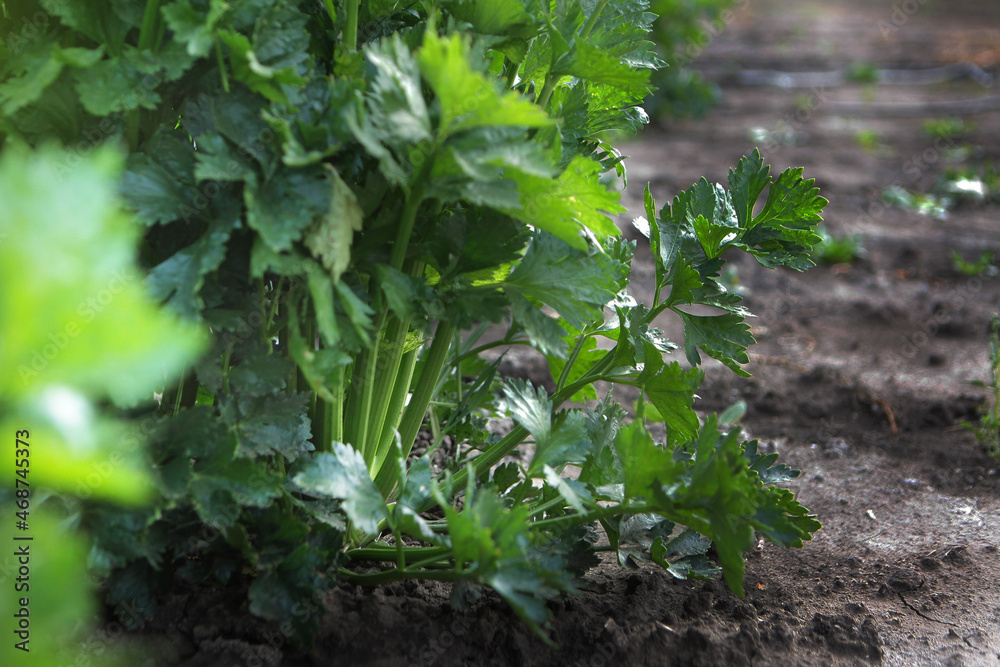 Celery in the ground. Celery in the garden. The harvest season of vegetables and root crops. Autumn work on the farm. Organic farming. Seasonal work in the garden.