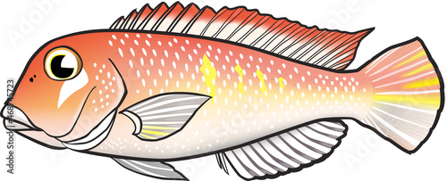 アマダイ　イラスト　キャラクター系　ベクター