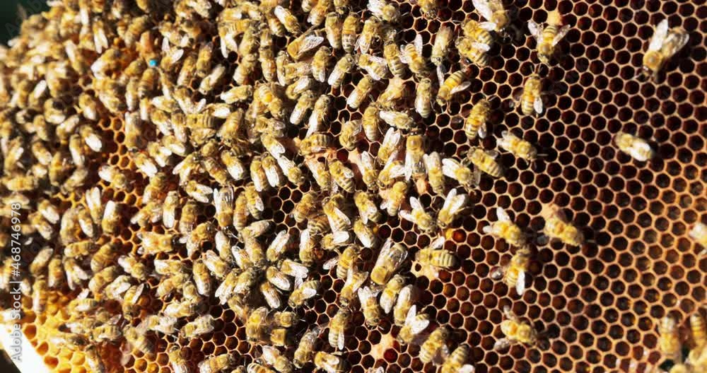 Shot of hive, wax, bee frame, bees produce fresh, healthy, honey, hard working, large number of insects, swarm Shot of hive, wax, bee frame, bees produce fresh, healthy, honey, hard working, large number of insects, swarm