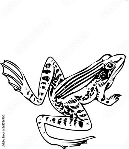 African frog illustration in black and white isolated on white background