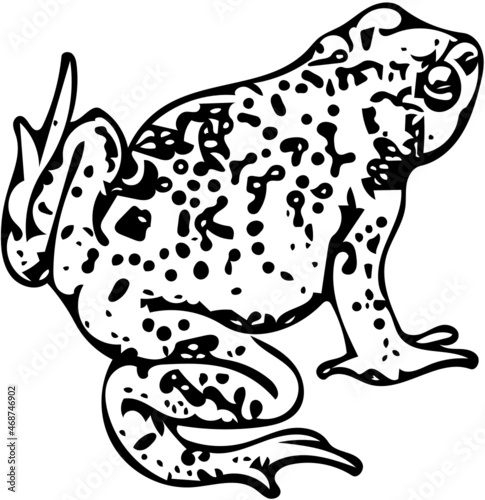 Bufo toad illustration in black and white isolated on white background