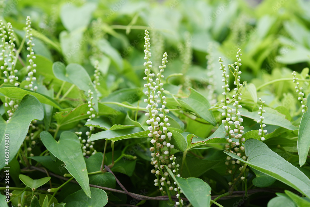 Obraz premium 白色の丸い花 山芋